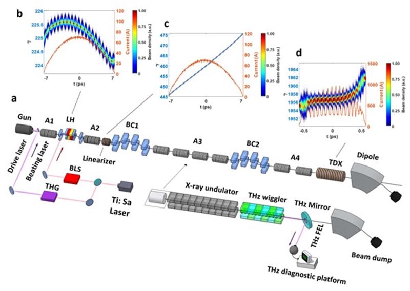 可调强场太赫兹自由电子激光研究获进展