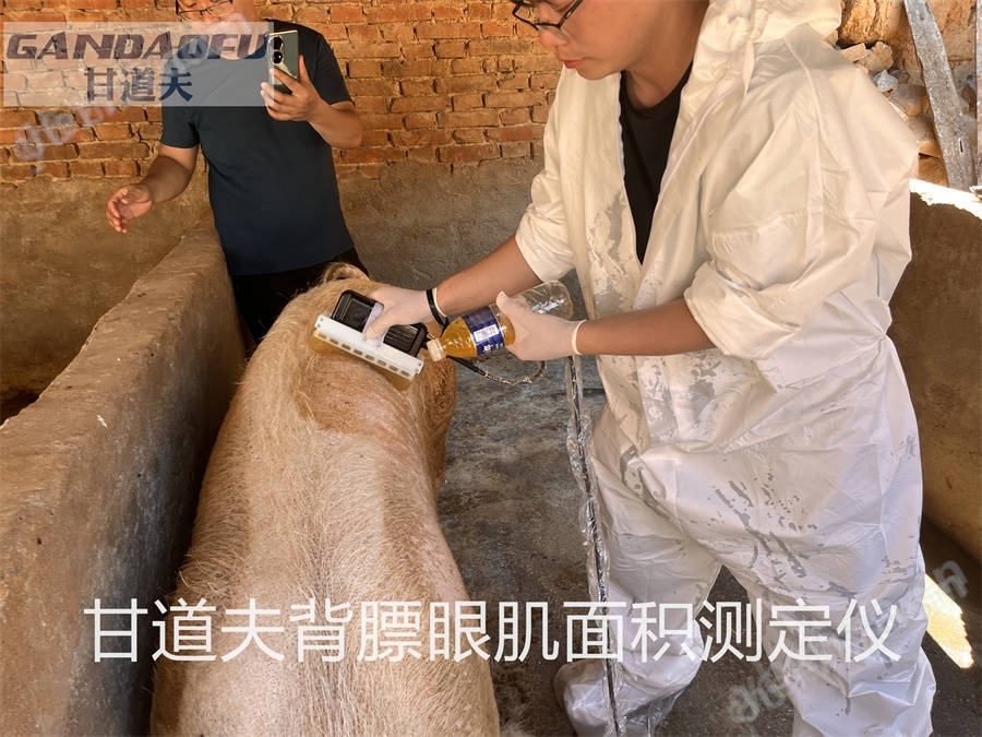 獸用B超牛羊背膘眼肌測定儀廠家價格報價