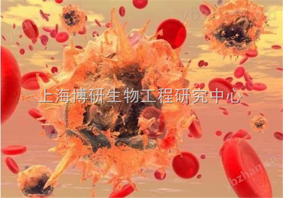 Hep-3B細胞,人肝癌細胞系