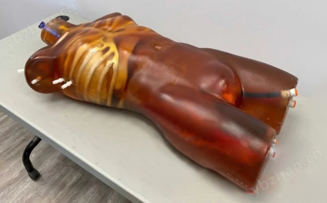 超声检查训练体模