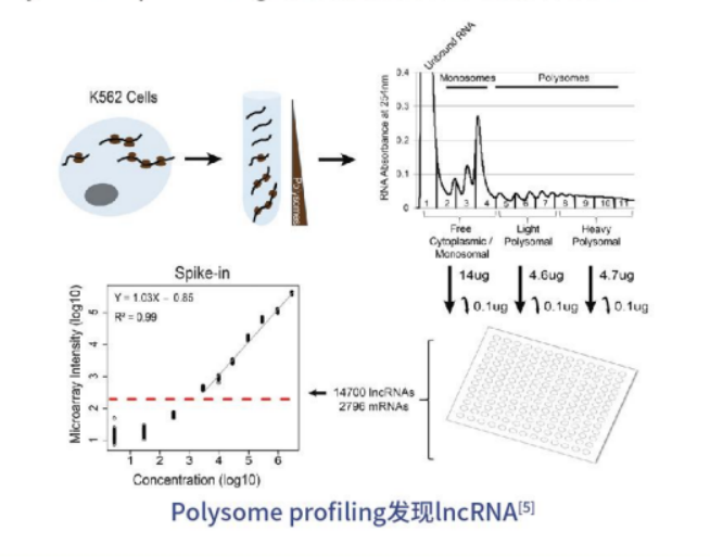 polysome profiling（多聚核糖体图谱分析）——解析翻译调控机制的金标准