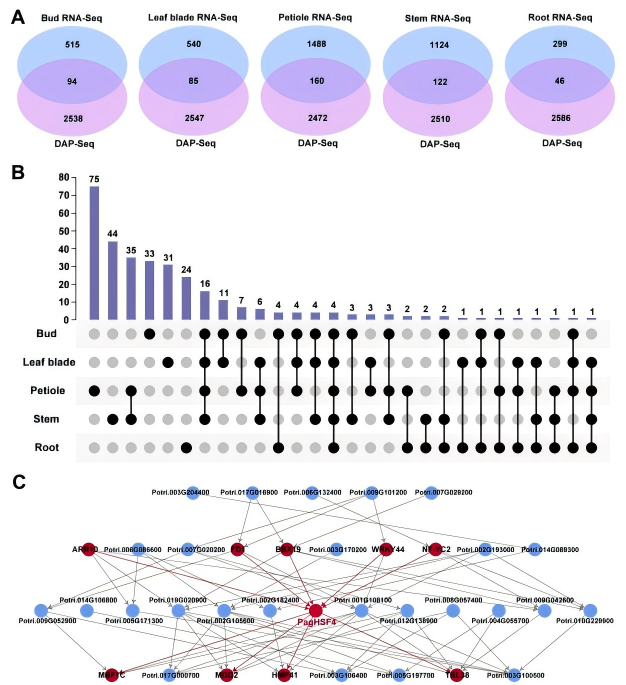 圖8.png DAP-seq助力揭示PagHSF4調控楊樹生長發育與耐鹽性的分子機制